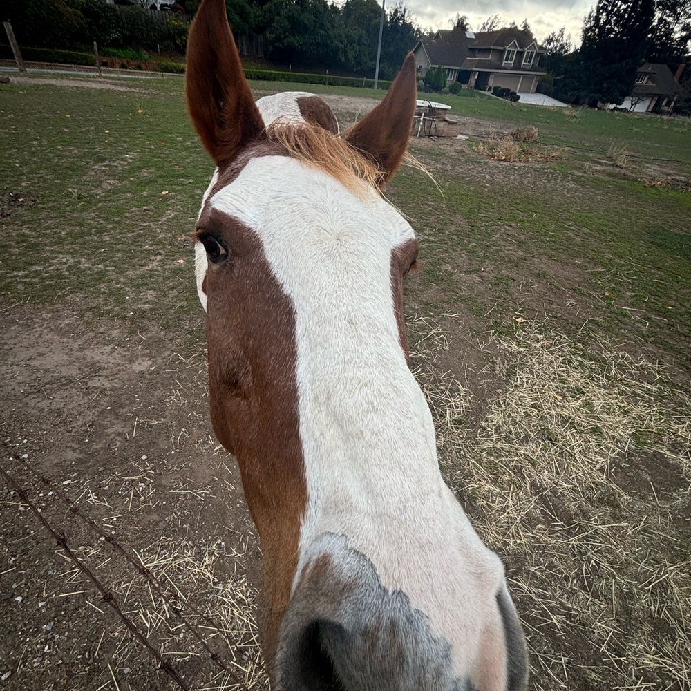 Meet your Posher, Jessica